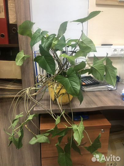 Цветы домашние крупные