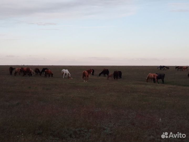 Лошади, жеребята