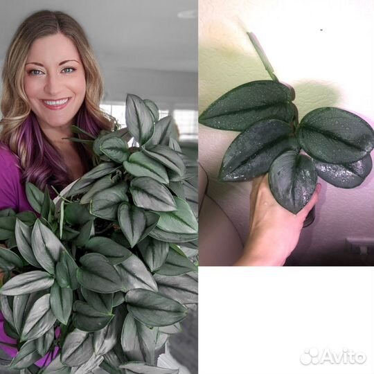 Хойя хешкелиана, дисхидия, сциндапсусы