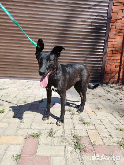 Молодая собака в добрые руки