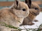 Карликовые Мини Кролики Домашние из Питомника