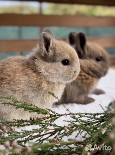 Карликовые Мини Кролики Домашние из Питомника