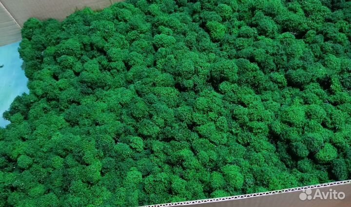 Стабилизированный мох ягель, для кашпо и декора