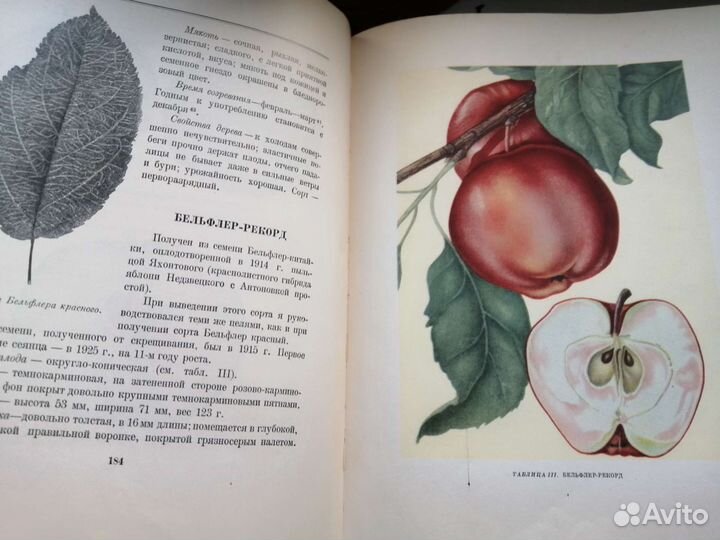 Книга труды Мичурина И.В