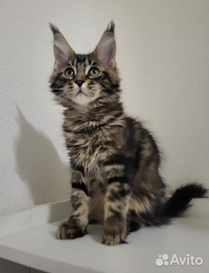 Мейн-кун котёнок готов к переезду