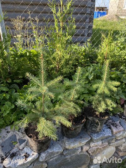 Ель Колючая (голубая)