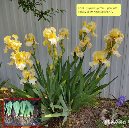 Ирисы бородатые сортовые