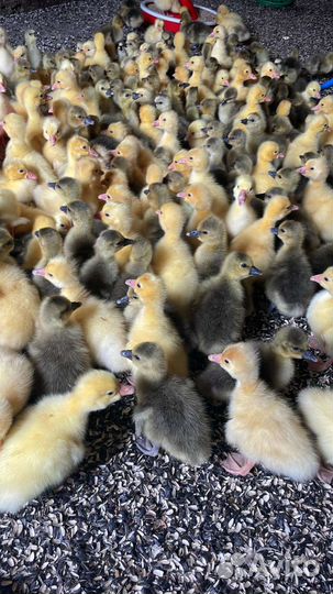 Гусята суточные