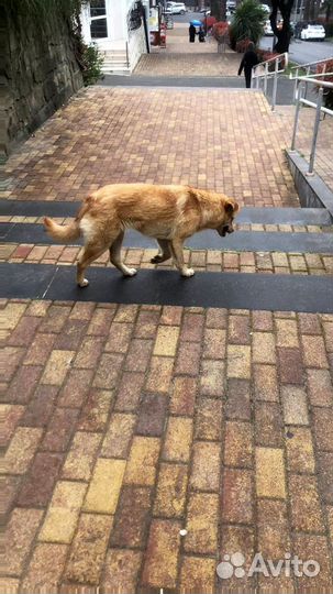 Тротуарная плитка # Визуализация бесплатно