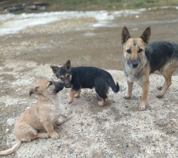 Щенки от маленькой собачки