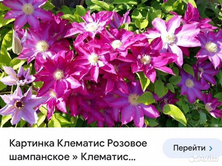 Клематис саженцы