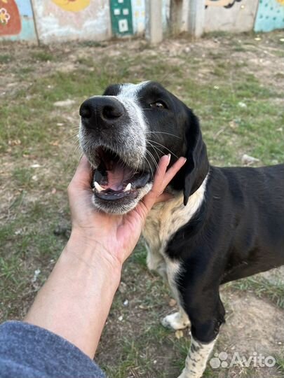 Собака в добрые руки