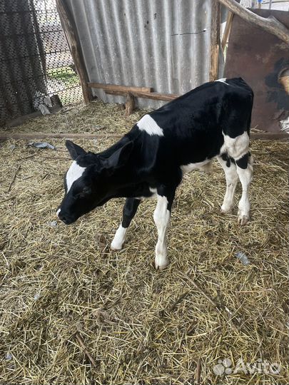 Бычки телочка овцы