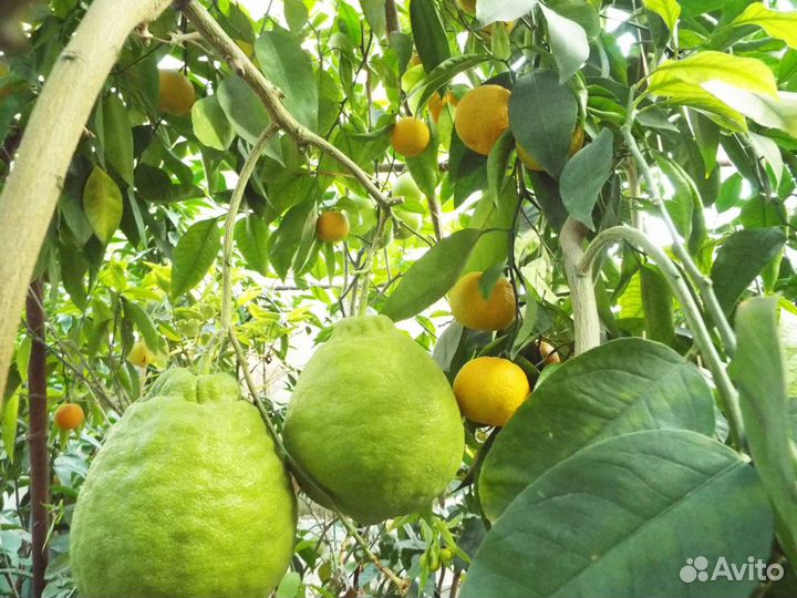 Тропические и экзотические растения для дома