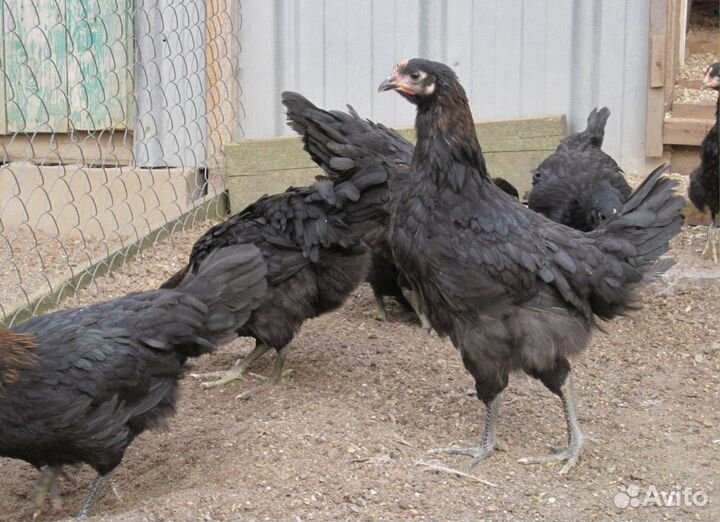 Яичные несушки с доставкой