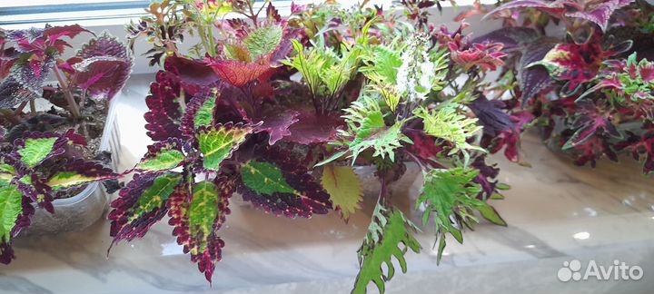 Колеусы вегетативные