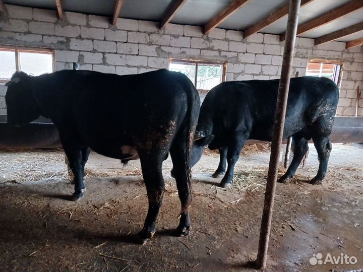 Бычки и быки