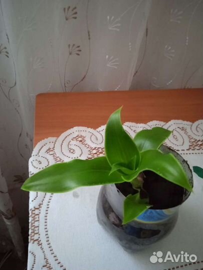 Цветок золотой ус