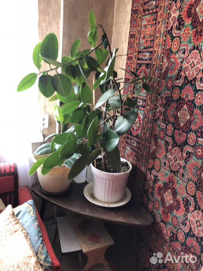 Фикус каучуконосный