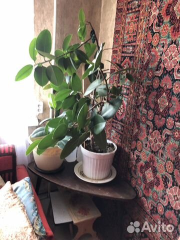 Фикус каучуконосный