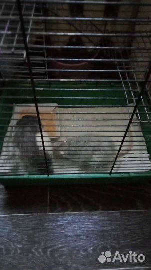 Крыса дамбо