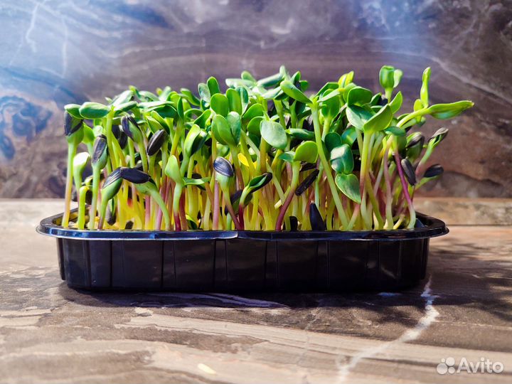 Микрозелень