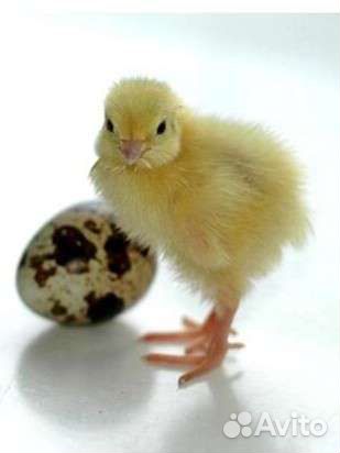 Перепела (яйца,цыплята)