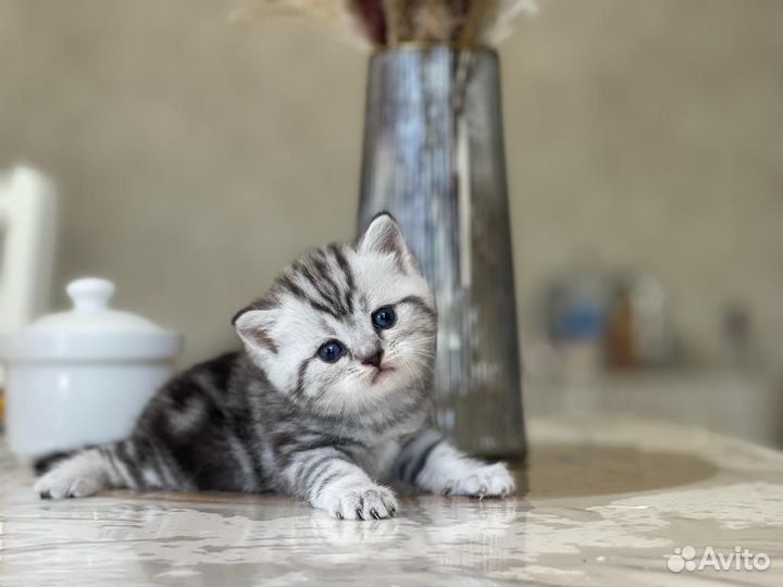 Шиншилла белая