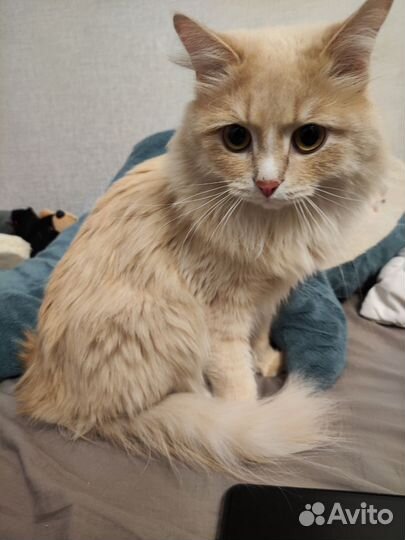 Котик бесплатно