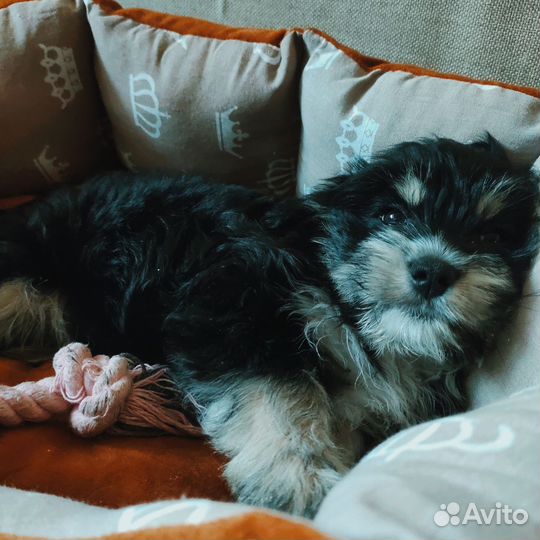 Йоркширский терьер метис