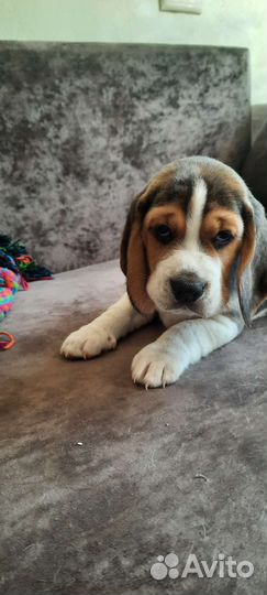 Щенки Бигля