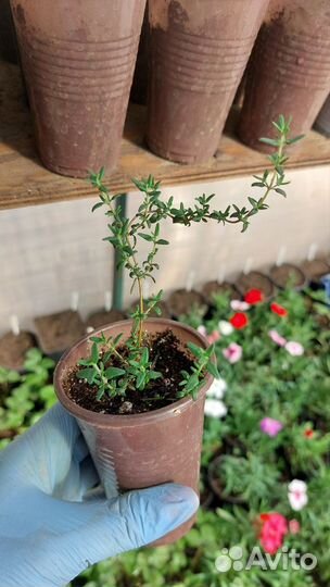 Тимьян, розмарин, сельдерей рассада