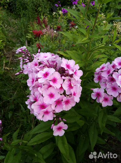 Многолетники