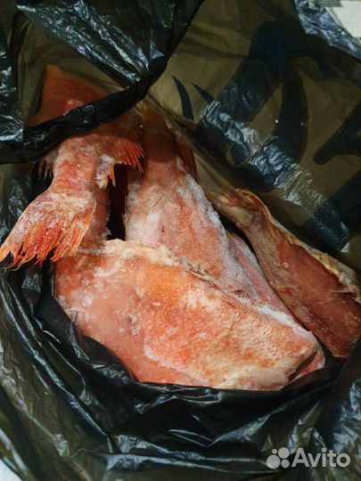 Окунь свежемороженный