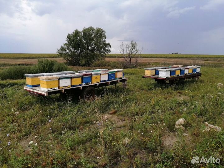 Продам пасеку под ключ