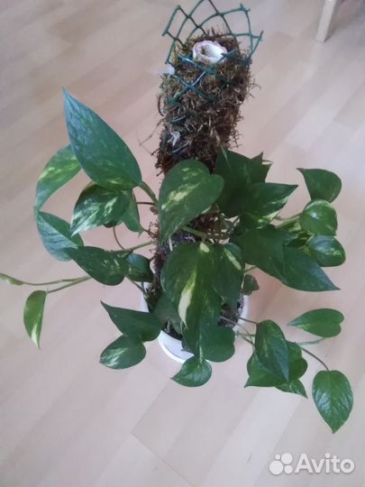 Сингониум, Сциндапсус