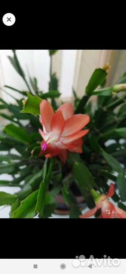 Декабрист оранжевый и розовый и белый и жёлтый