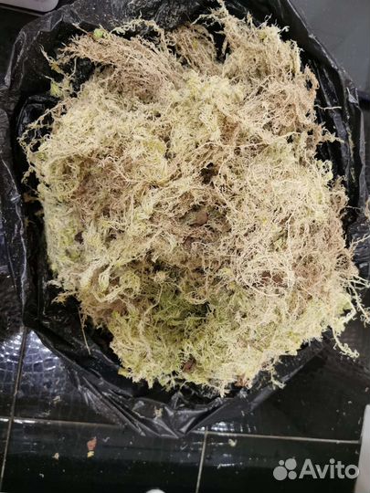 Мох сфагнум сухой