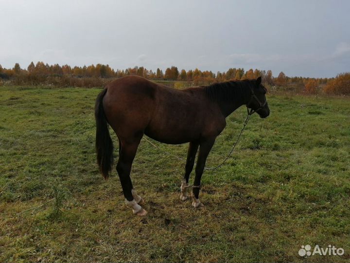 Продам 3 коней