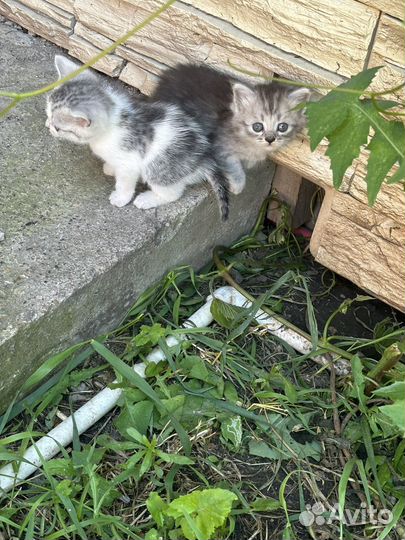 Котята в добрые руки даром