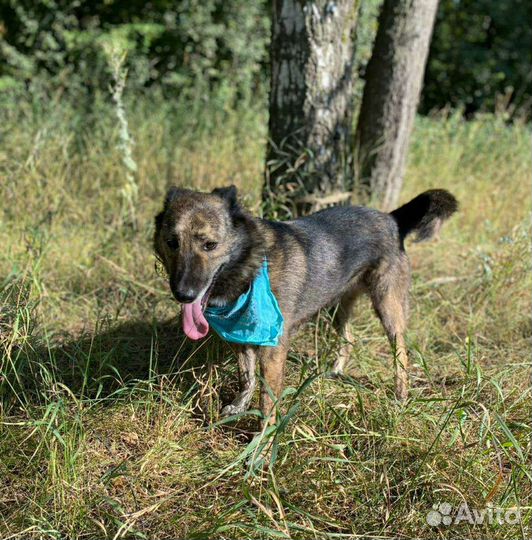 Тихо умрёт в клетке без любви