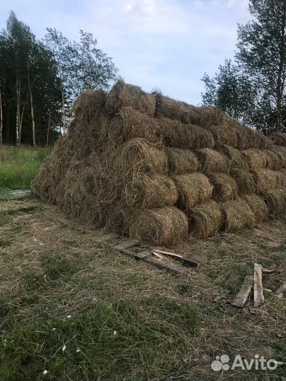 Продам сено в рулонах