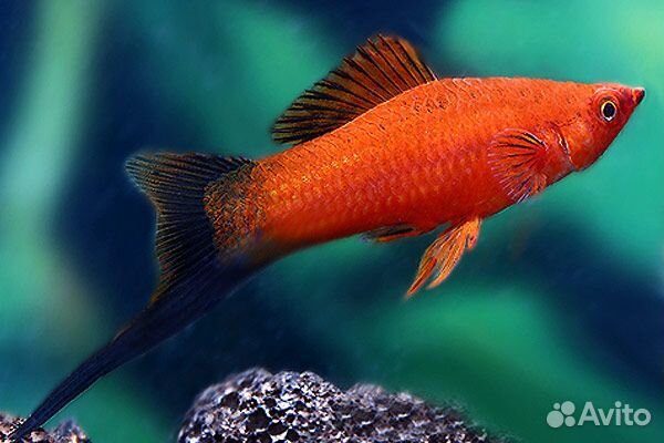 Аквариумные рыбки