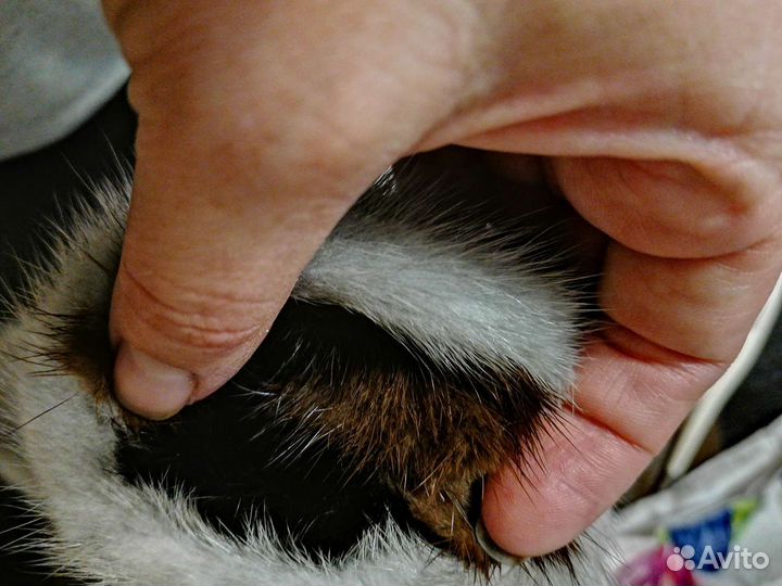 Норковые варежки детские и взрослые