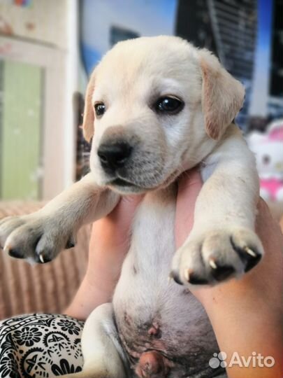 Лабрадор ретривер щенки