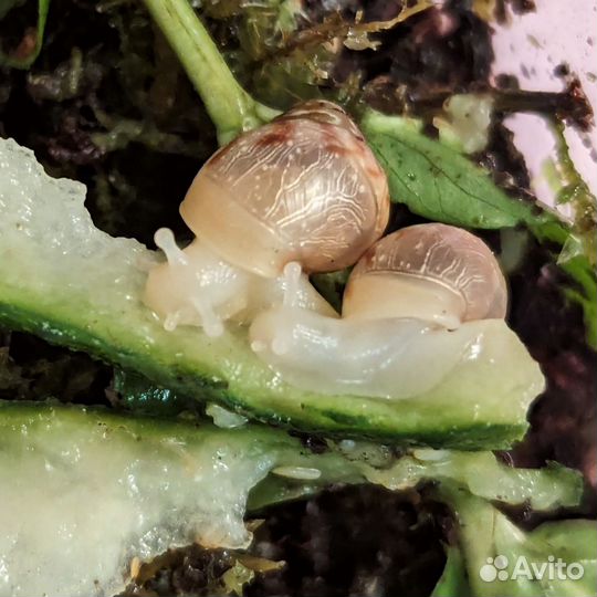 Улитки ахатины ретикулята малыши