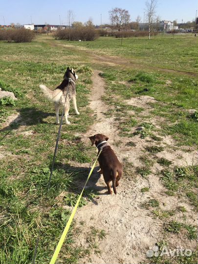 Выгул собак, стрижка когтей кошке