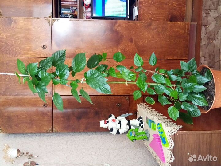 Гибискус (розан) Китайская роза