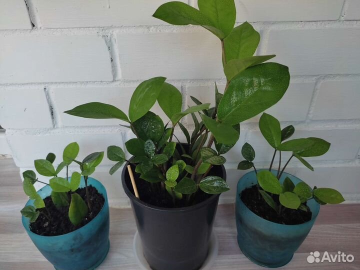 Долларовое дерево - Замиокулькас