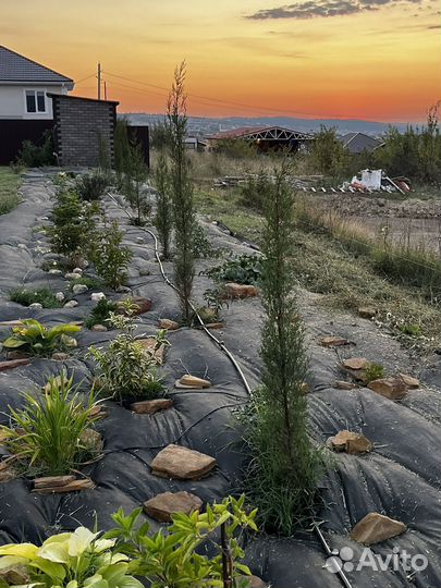 Кипарис пирамидальный. Возраст 4 года